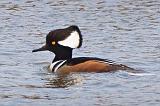 Hooded Merganser_35296